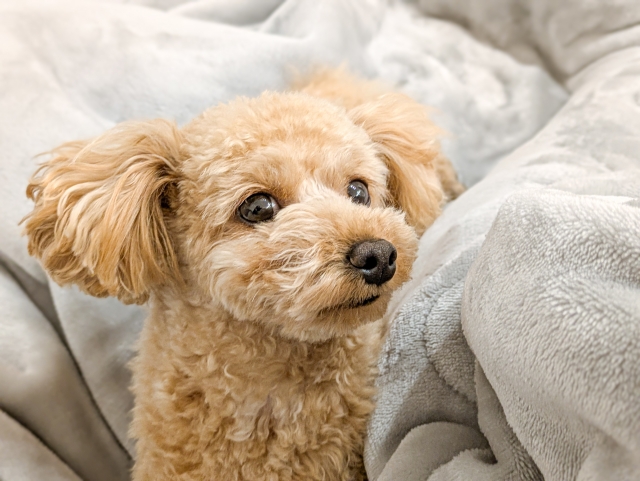 ペットの薬、通販で大丈夫？【知らないと危険】個人輸入5つのリスクと安全な入手方法を徹底解説